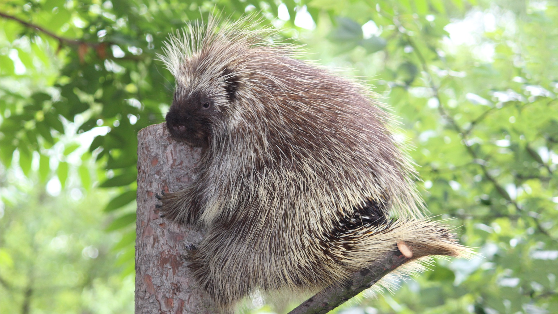 North American Porcupine