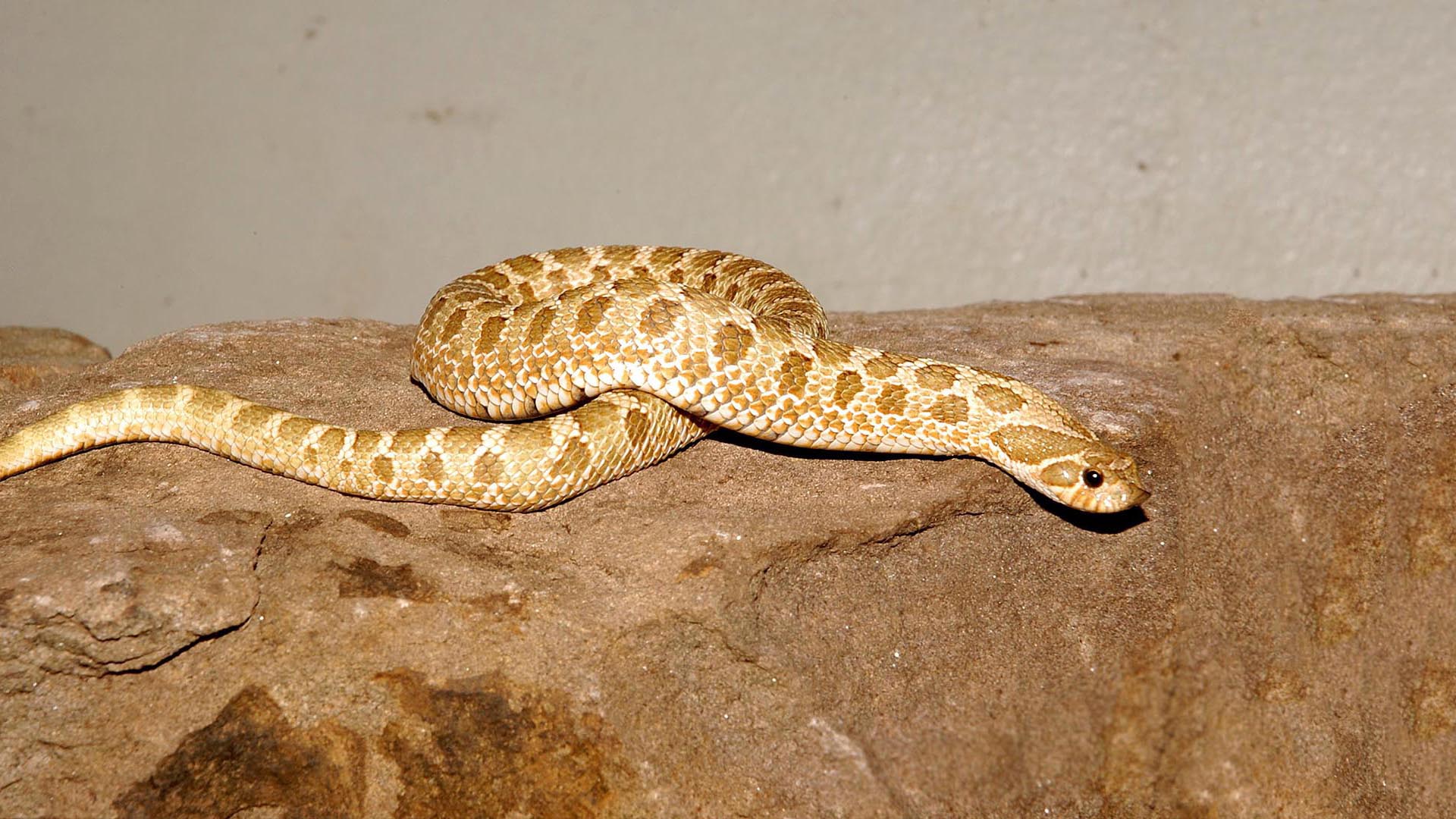 Western Hognose Snake Range