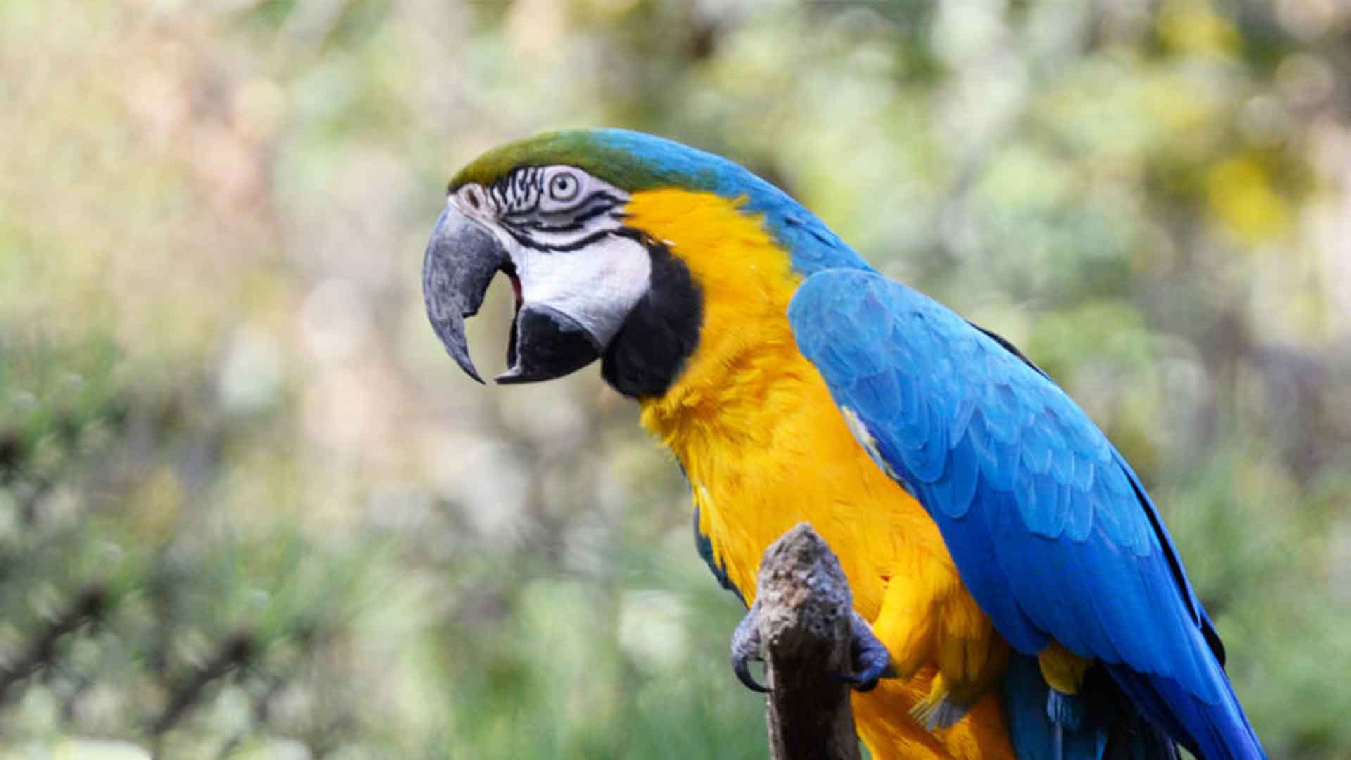 Parrots at the Central Park Zoo