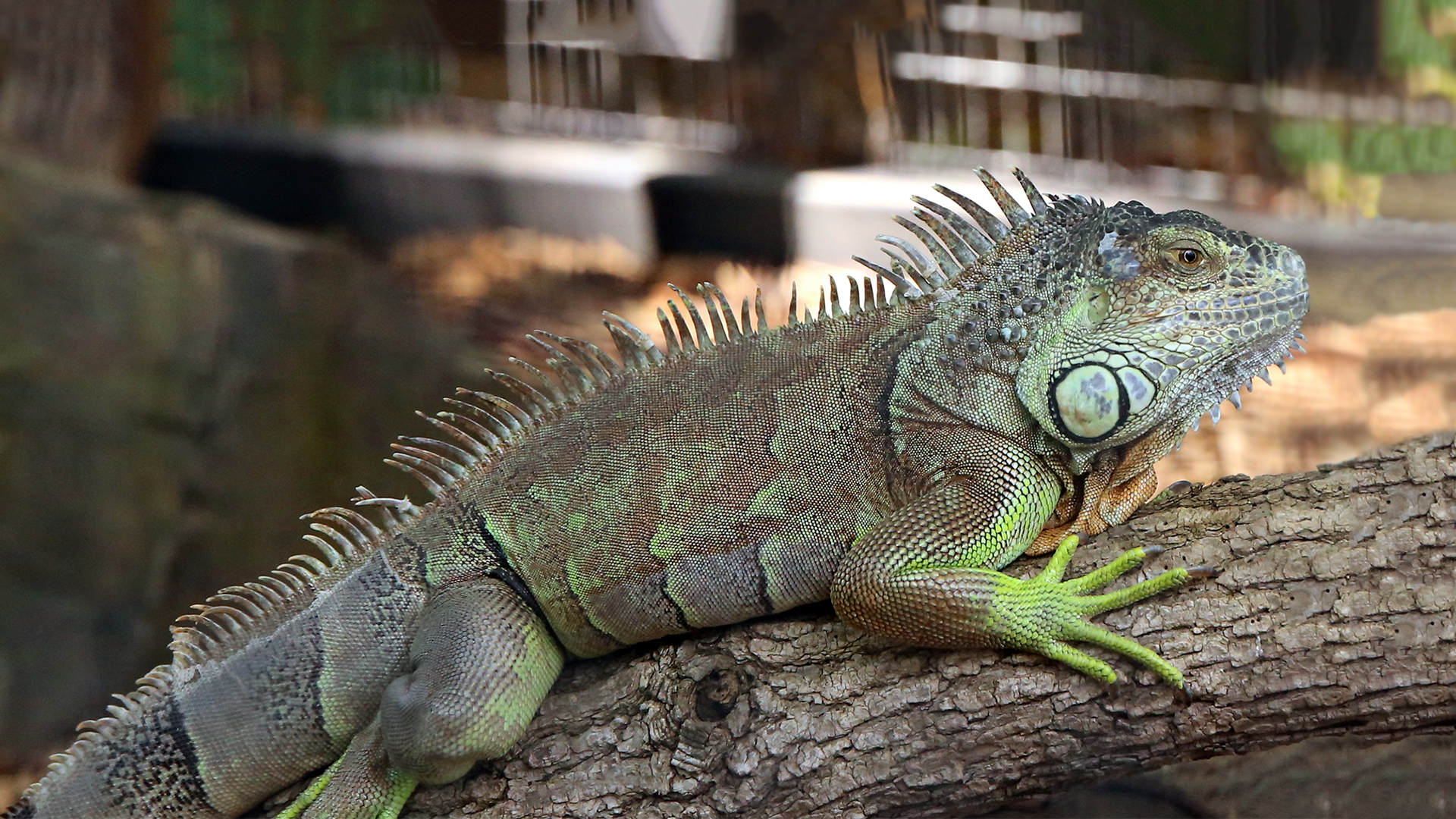 Pets and Zoos - Elmwood Park Zoo