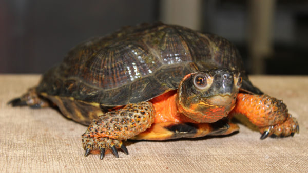 Pets and Zoos - Elmwood Park Zoo