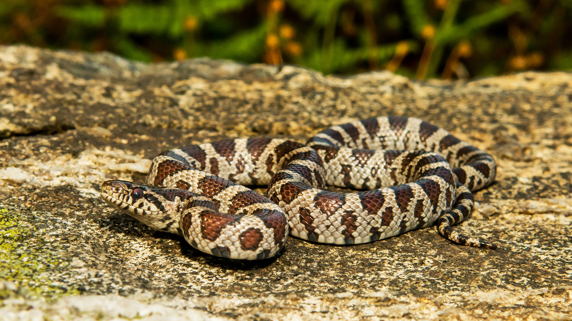 milksnake wild range