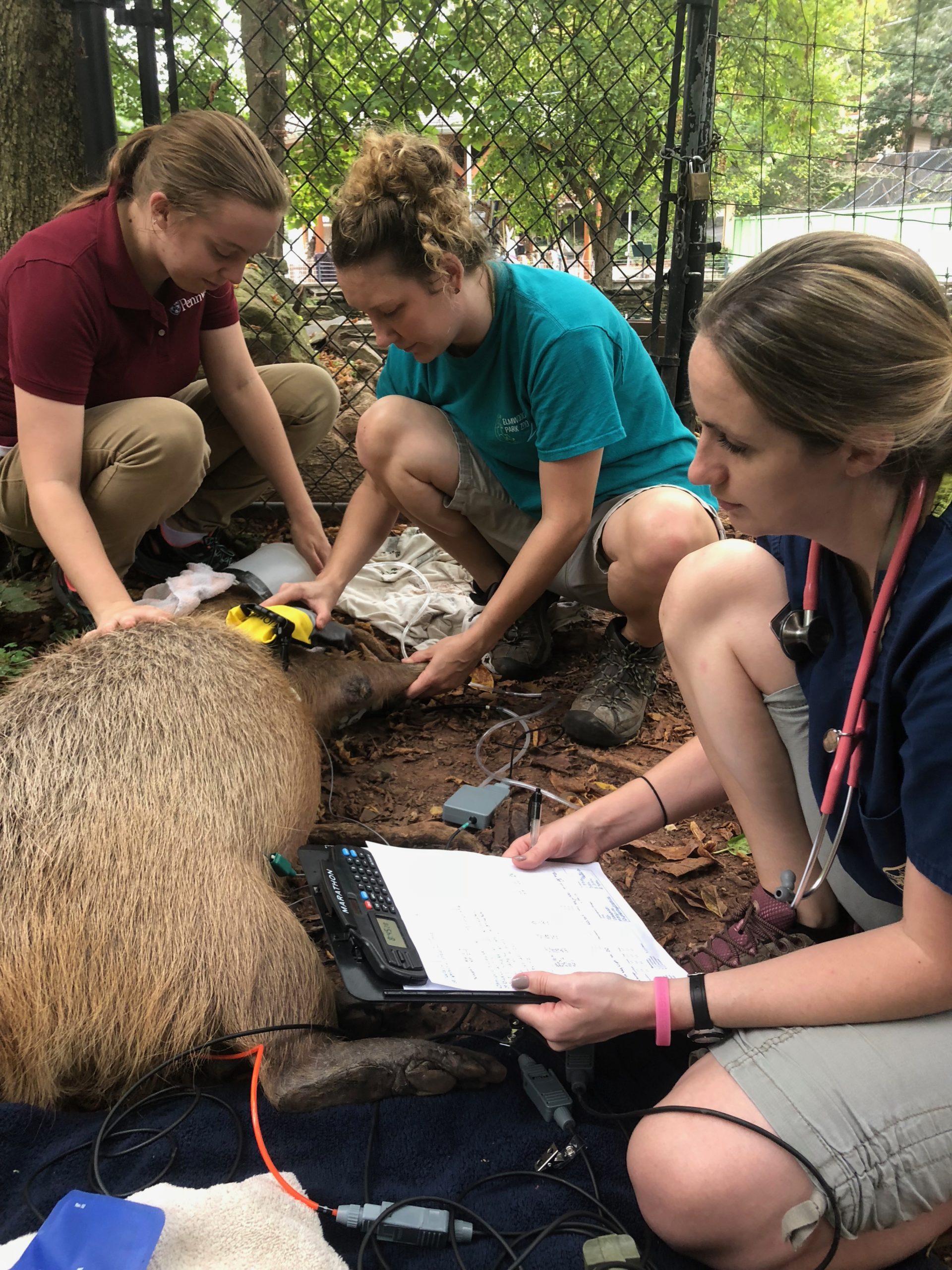 How to a Vet Tech Elmwood Park Zoo