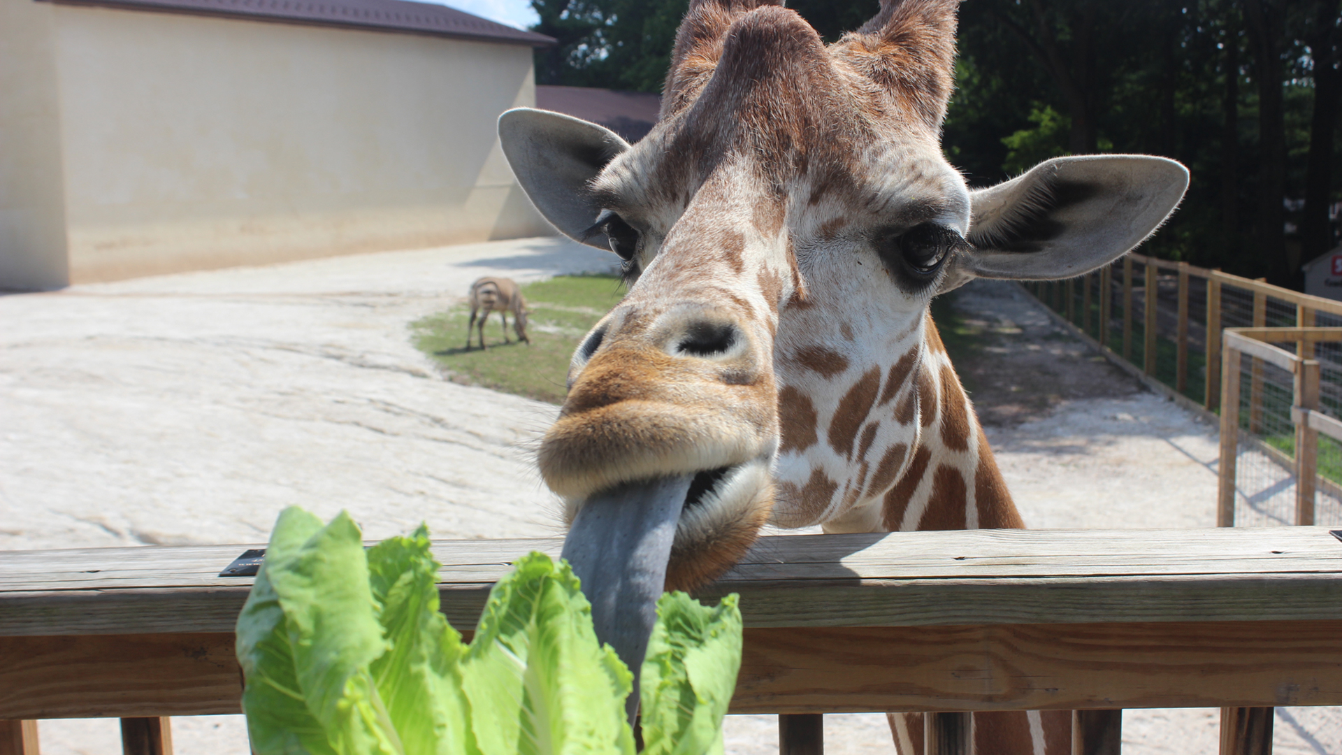 Reciprocal Zoos - Elmwood Park Zoo