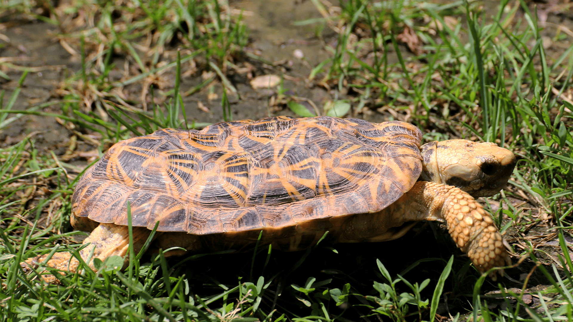 Pancake Tortoise - Elmwood Park Zoo