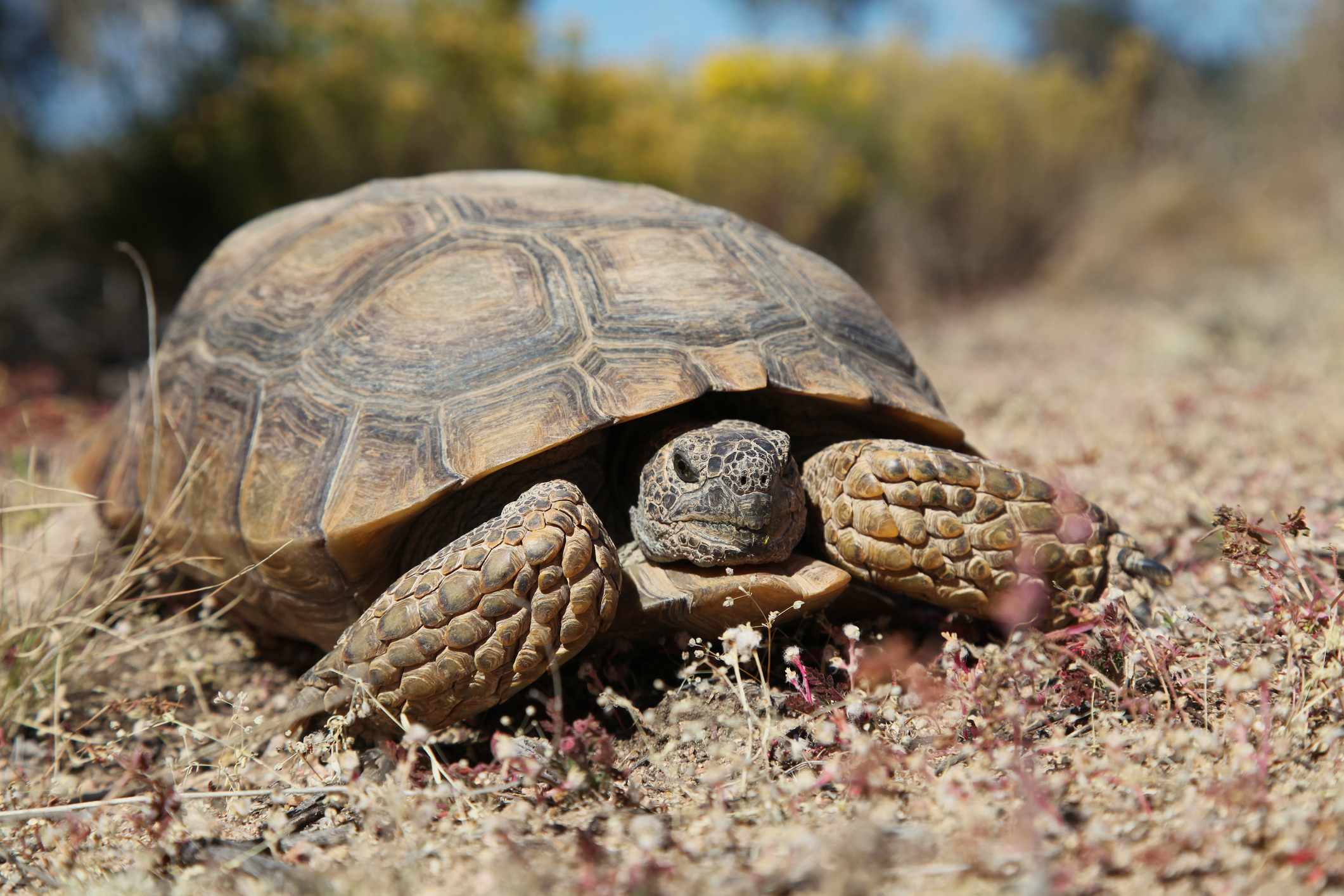 Desert Tortoise - Elmwood Park Zoo