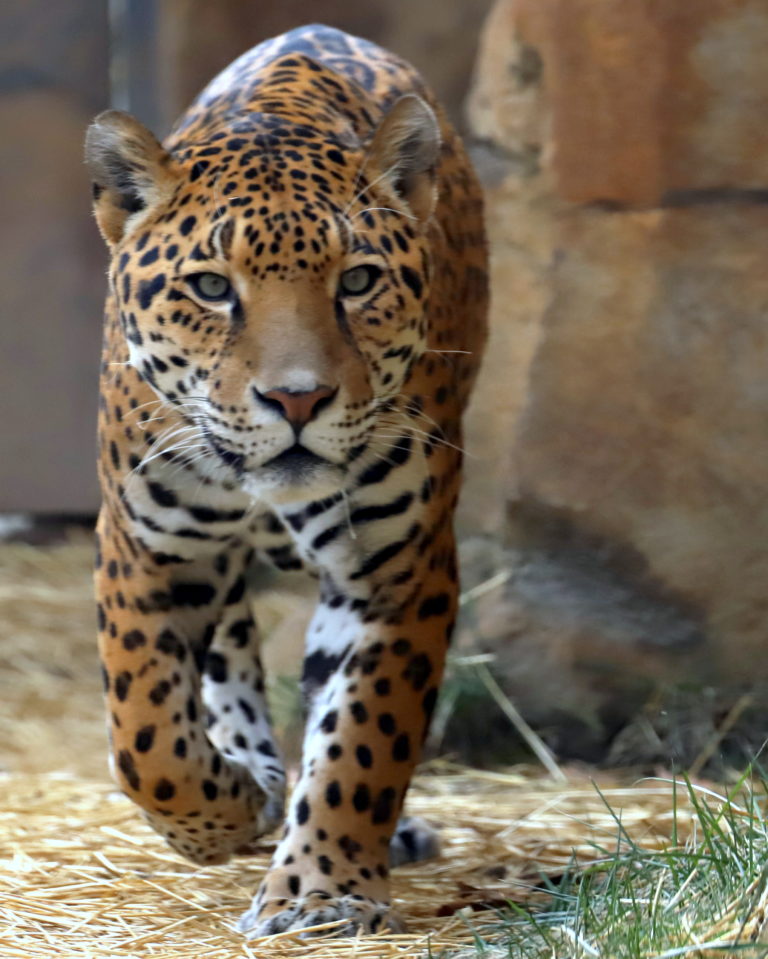 Reciprocal Zoos - Elmwood Park Zoo