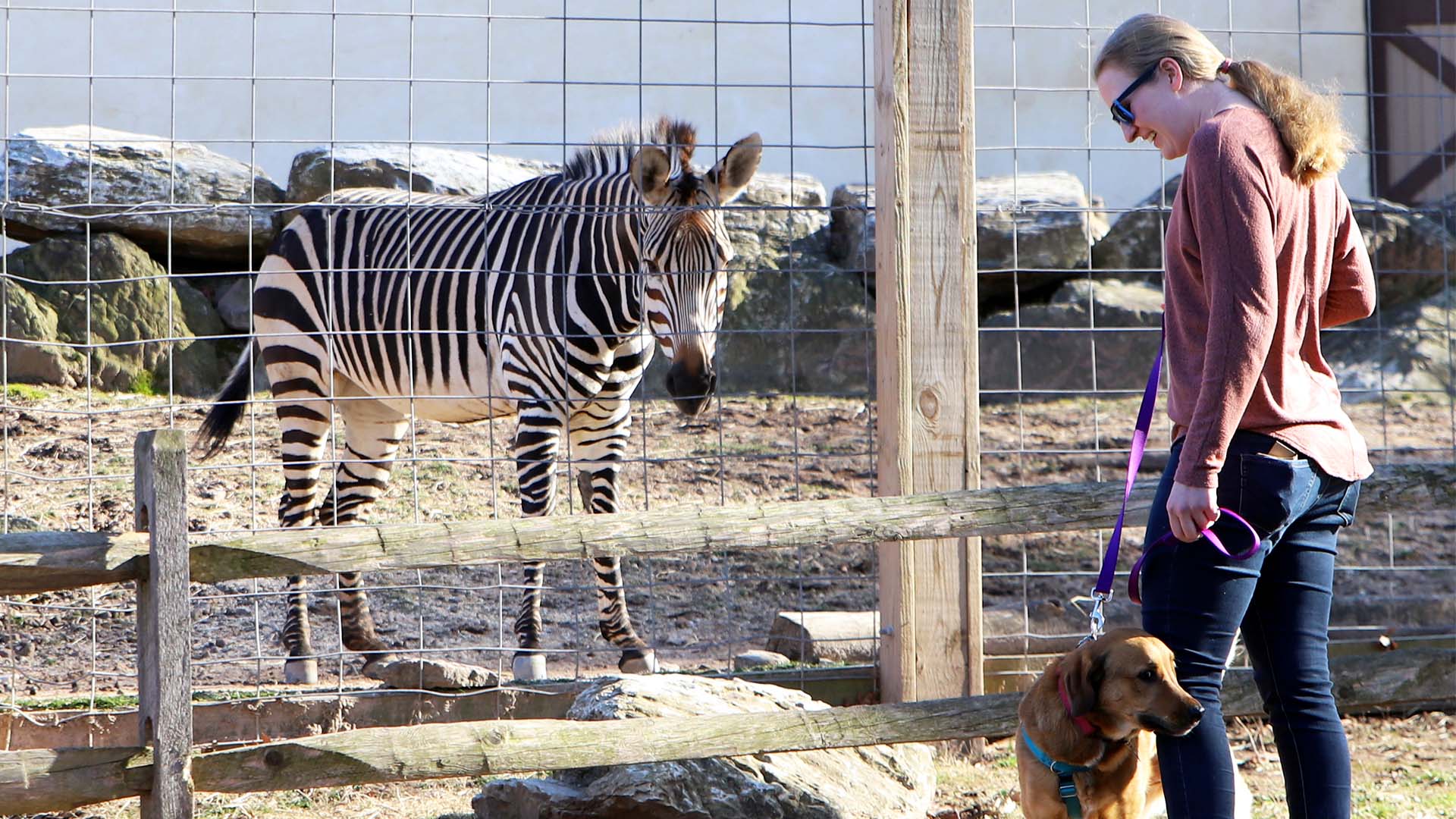 Can You Take Dogs To The Safari Park