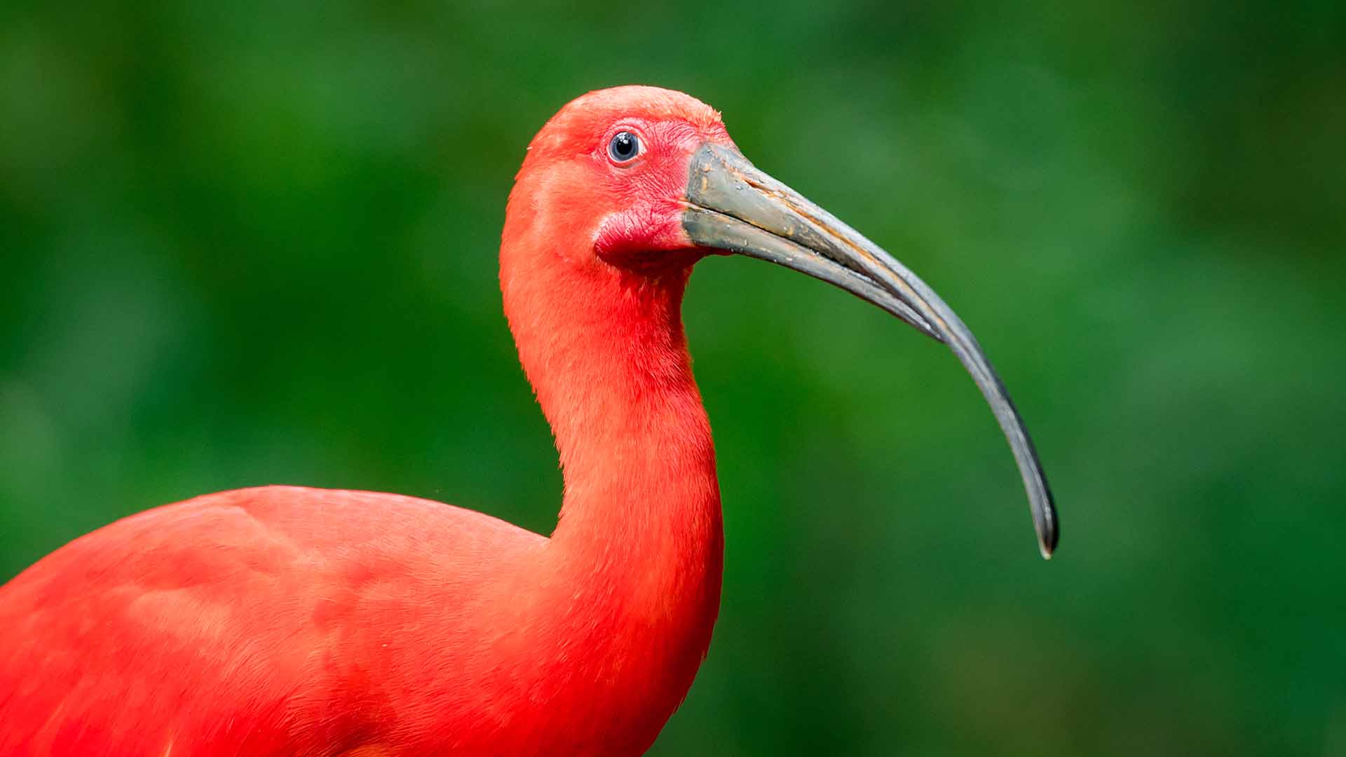 IBIS