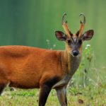 A photo of a Muntjac staring at the camera.