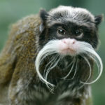 A close-up photo of an Emperor Tamarin.