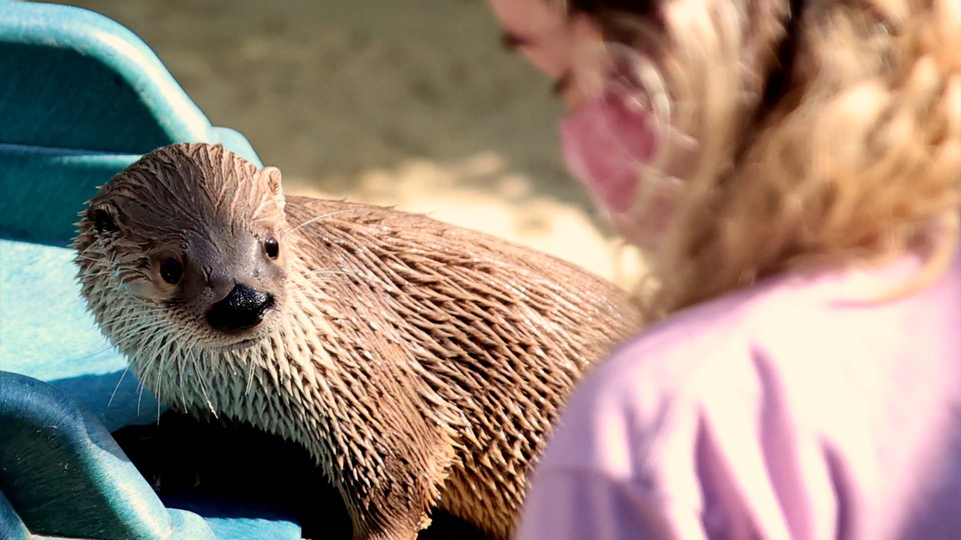 Elmwood Park Zoo - You otter knowNorth American River Otters remain  active in winter, using ice holes to surface and breathe. They can hold  their breath underwater for eight minute and dive