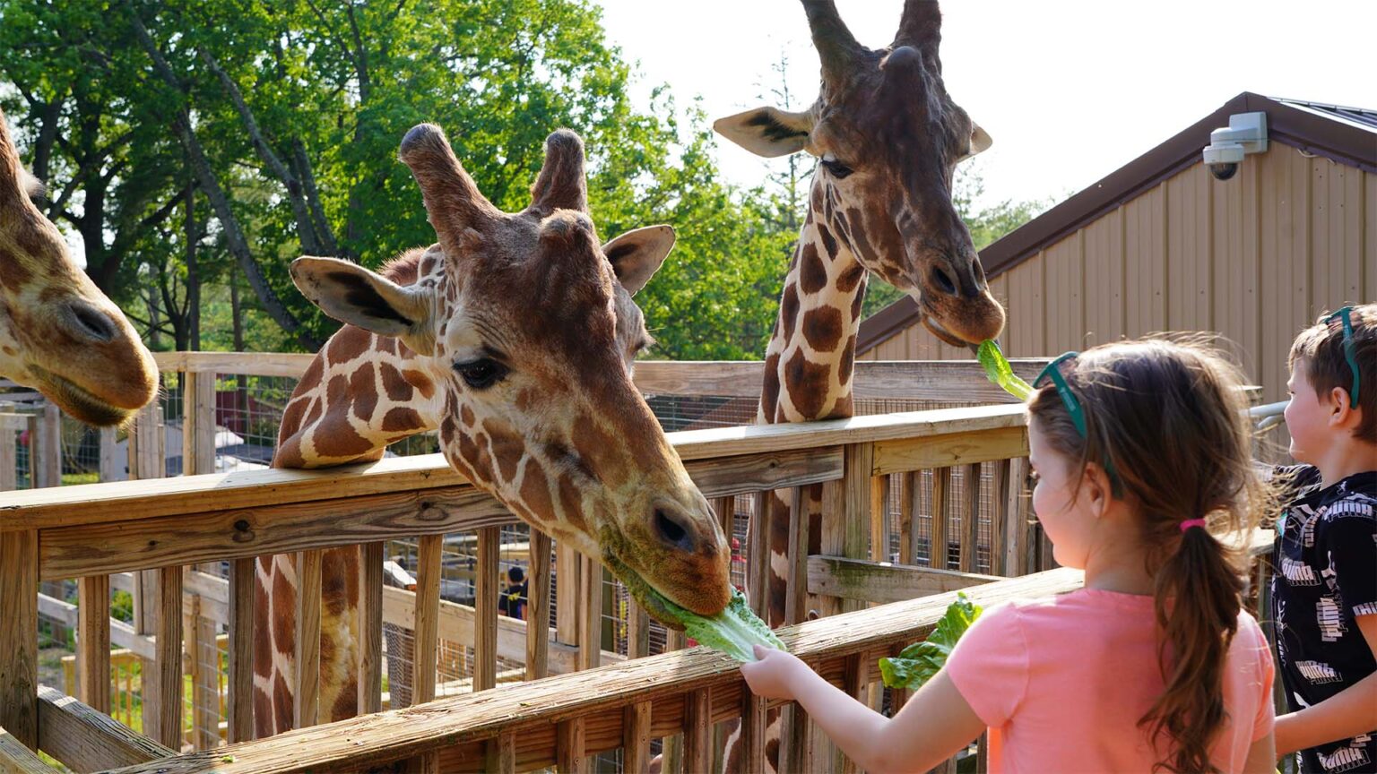 Zoo Wildlife in Norristown, PA | Elmwood Park Zoo | epzoo.org