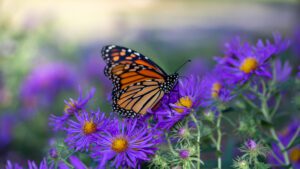 A close-up photo of a monarch butterfly on some purple flowers.