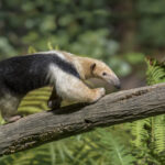 A Southern Anteater (tamandua tetradactyla) standing on a tree.