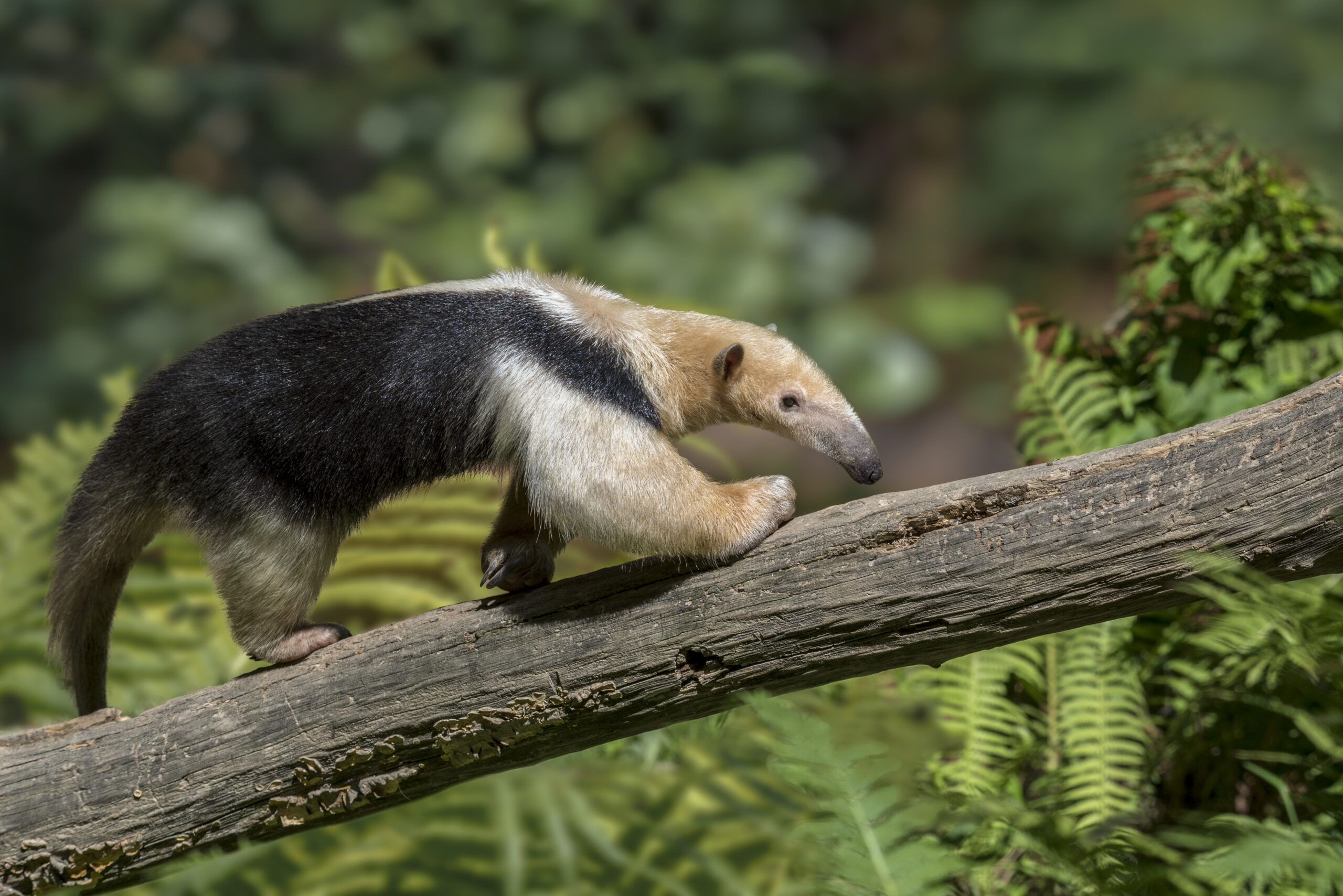 Once nearing extinction, Brazil's golden monkeys have rebounded