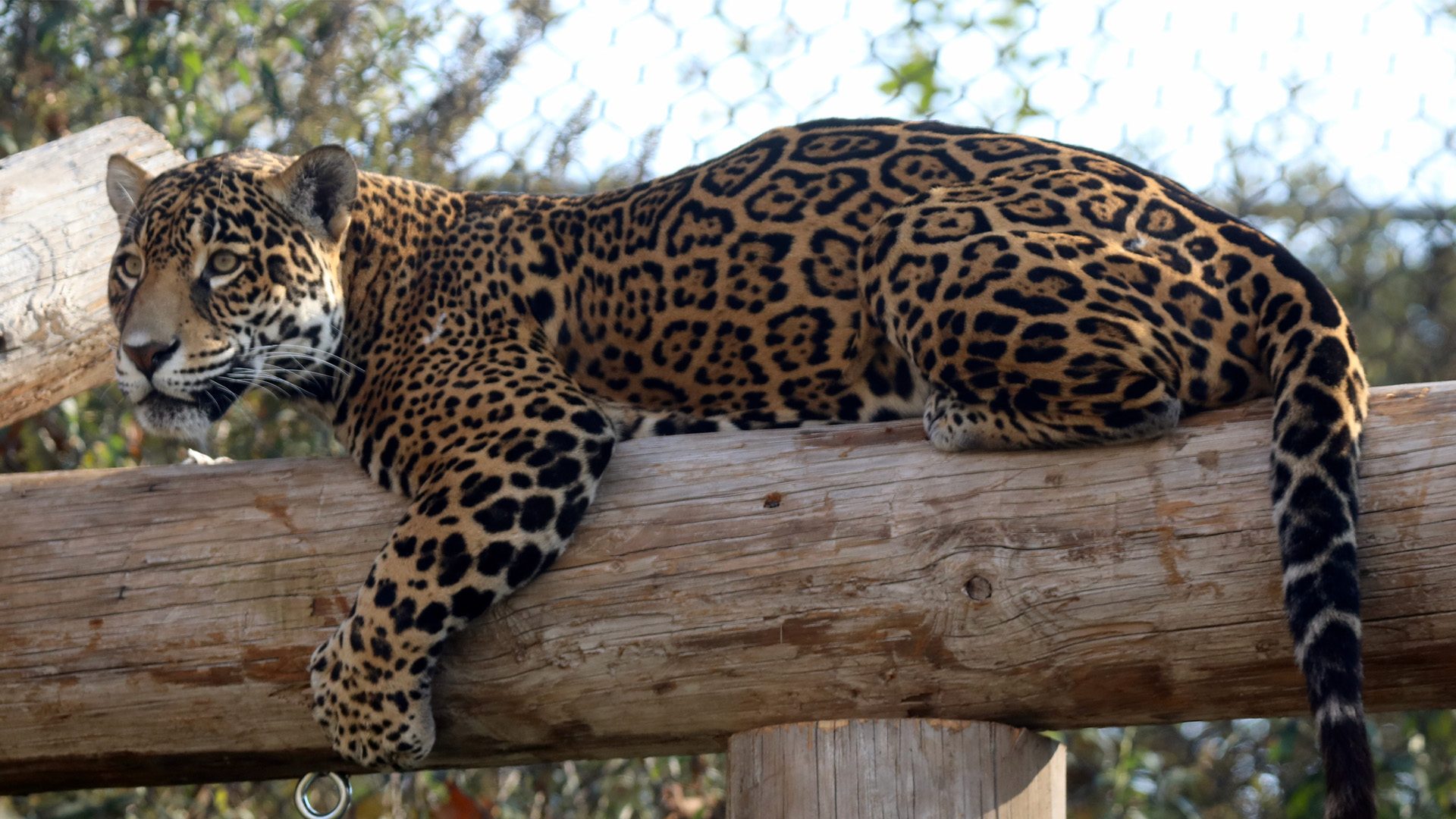 1920x1080jaguarclimb