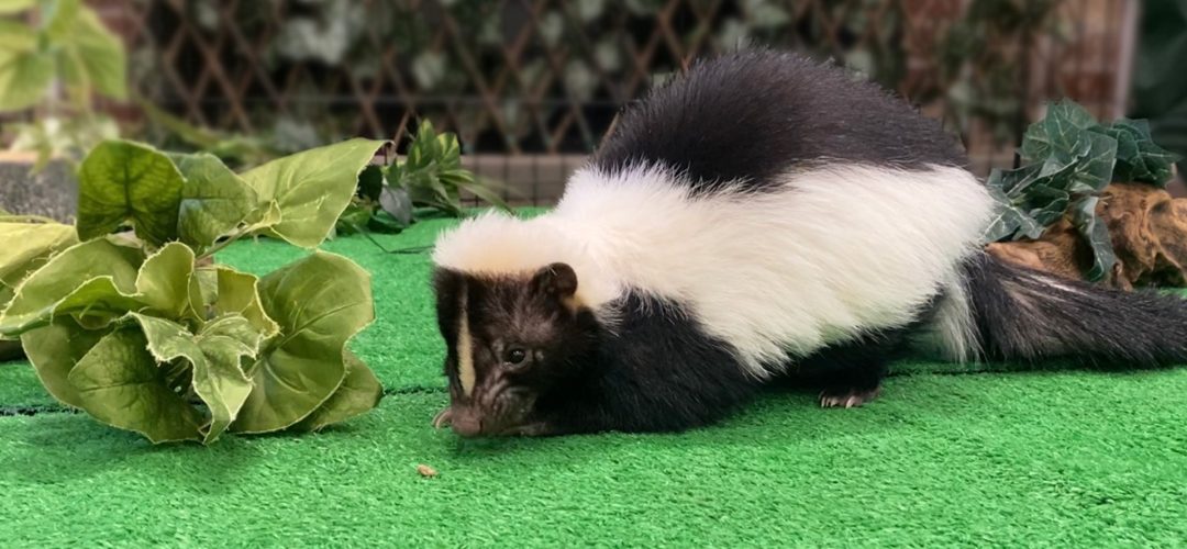 1920x1080pestoskunk 1920x1080pestoskunk