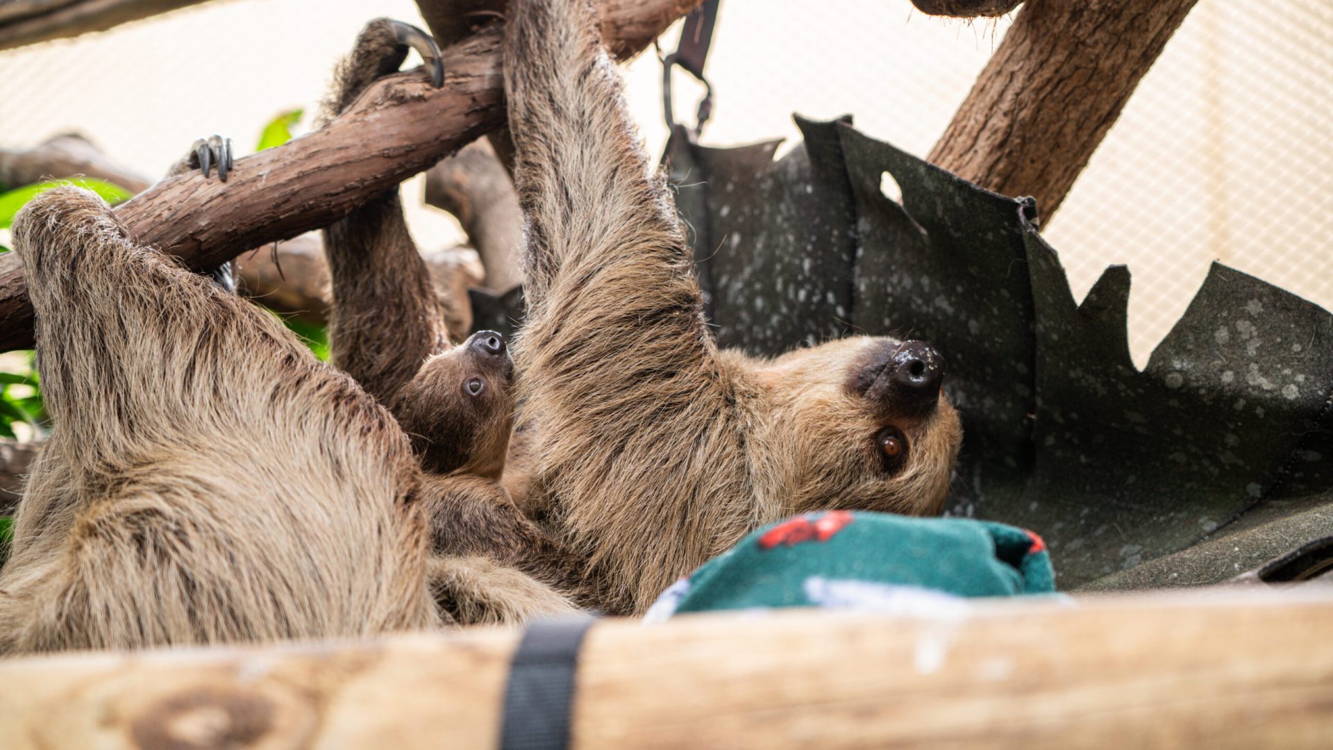 Beanie&Babie_MemberAnnounce-2