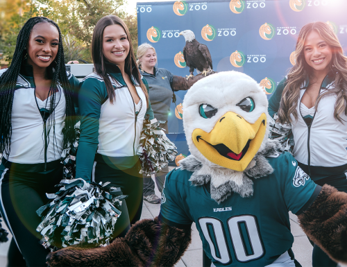 Eagles Cheerlweaders -- smaller
