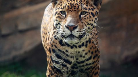 Jaguar