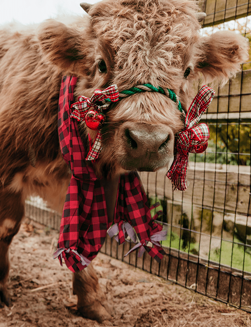 Xmas-Cows