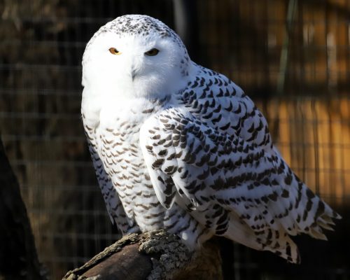 jbminer_2018_11_23_Snowy Owl (6)