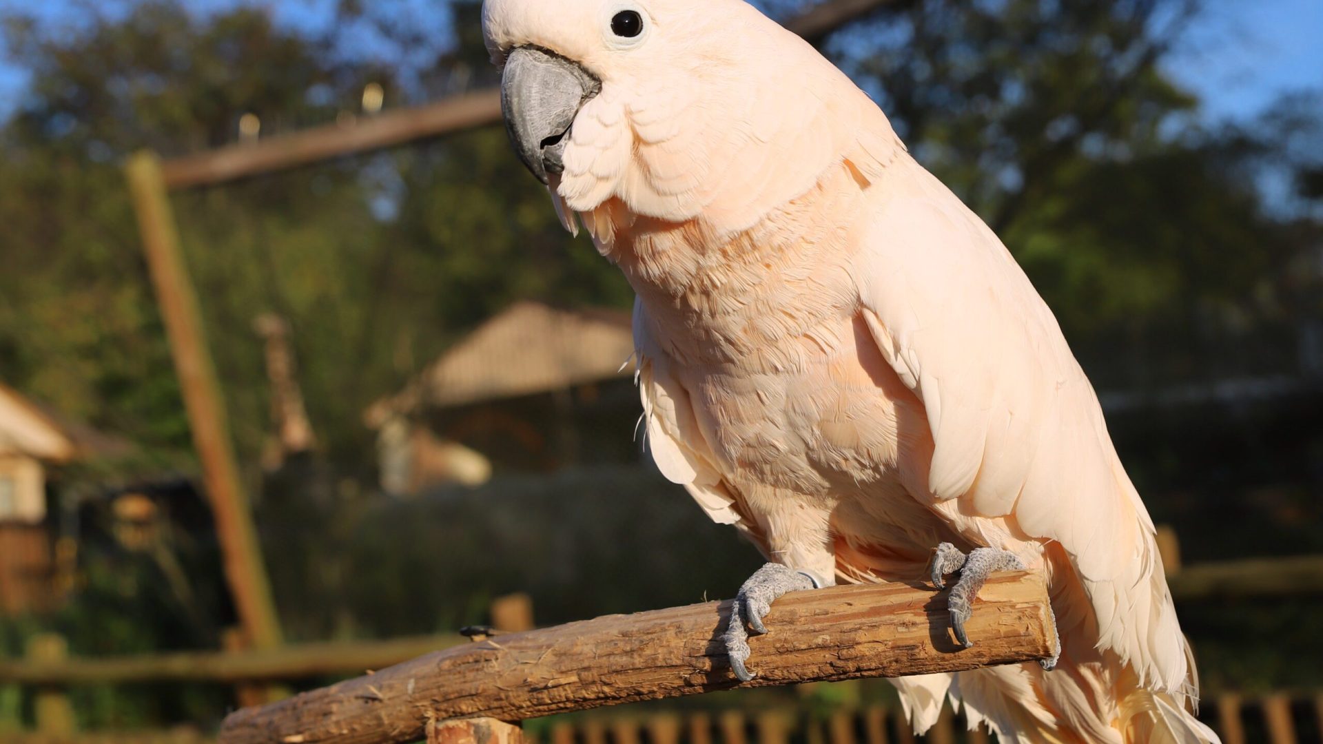 jbminer_2021_09_27_6476 Macaw Sally