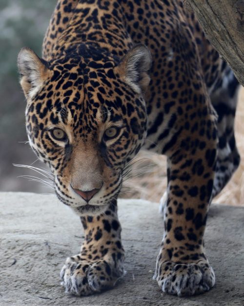 jbminer_2023_03_12_4161 Inka